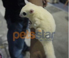 Sugar Glider Info